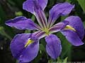 Guy Fanguy - Artist - Photographer - Guy Fanguy - Louisiana - Flowers on the Bayou (10).jpg Size: 57664 - 2